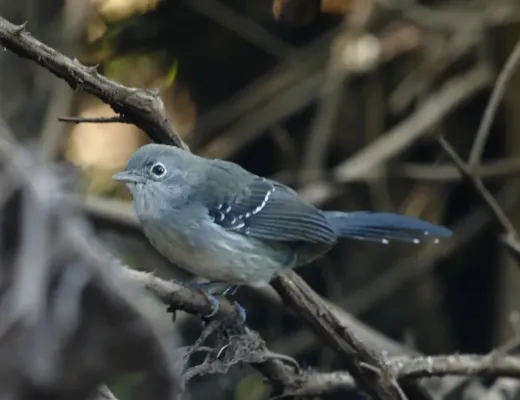 File:Cercomacra melanaria - Mato Grosso antbird (female) 01.jpg