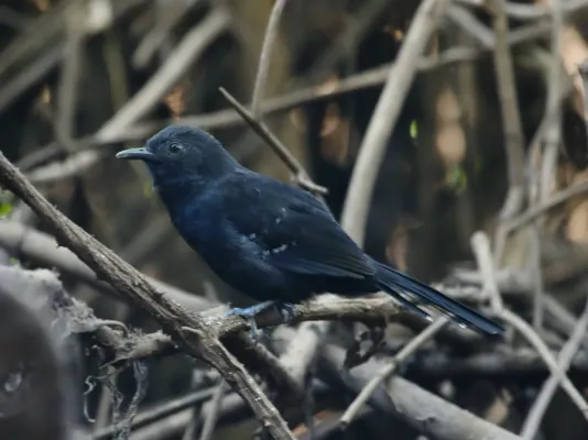 File:Cercomacra melanaria - Mato Grosso antbird (male).jpg