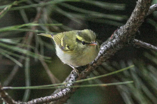 File:Phylloscopus ogilviegranti.jpg