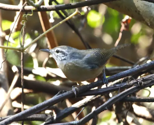 File:Cantorchilus guarayanus - Fawn-breasted wren.jpg