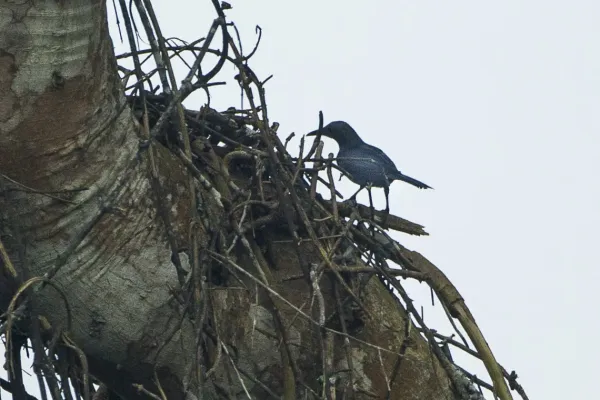 File:Onychognathus fulgidus.jpg