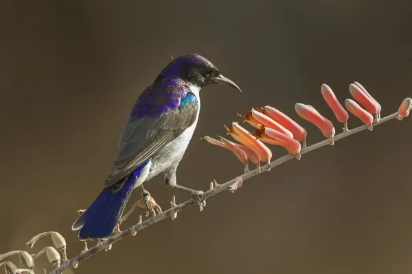 File:Anthreptes orientalis.jpg