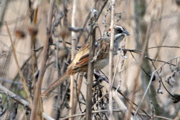File:Rhynchospiza strigiceps.jpg