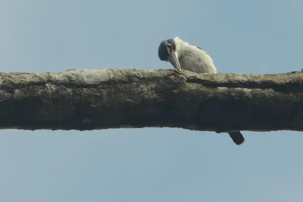 File:Todiramphus enigma (2).jpg