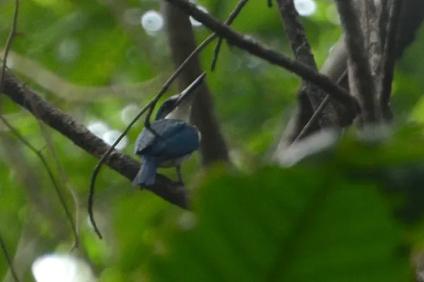 File:Todiramphus enigma (1).jpg