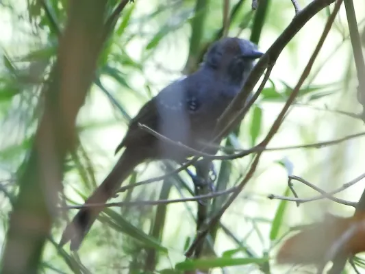 File:Cercomacra manu - Manu antbird (male).jpg
