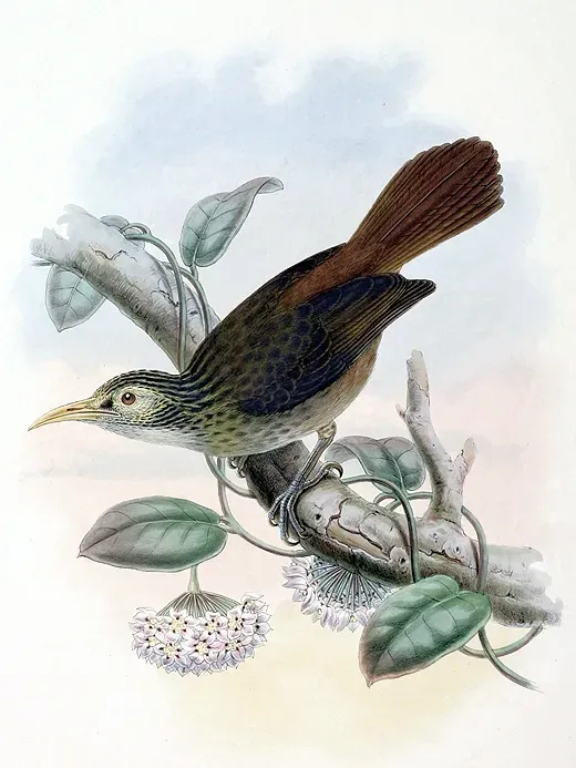 File:Meliarchus sclateri.jpg