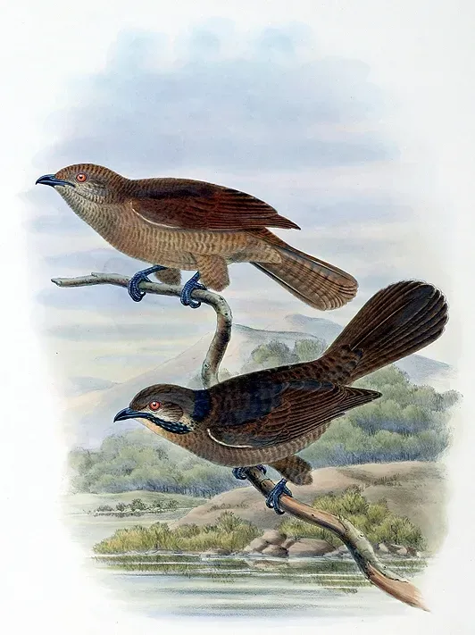 File:Microdynamis parva.jpg