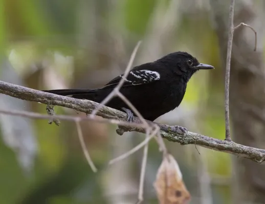 File:Cercomacra ferdinandi - Bananal antbird (male).jpg