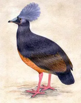 File:Microgoura meeki.jpg