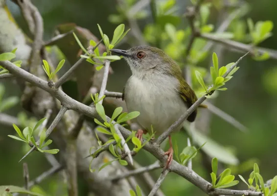 File:Green-backed camaroptera, Camaroptera brachyura, at Ndumo Nature Reserve, KwaZulu-Natal, South Africa (28982964062).jpg