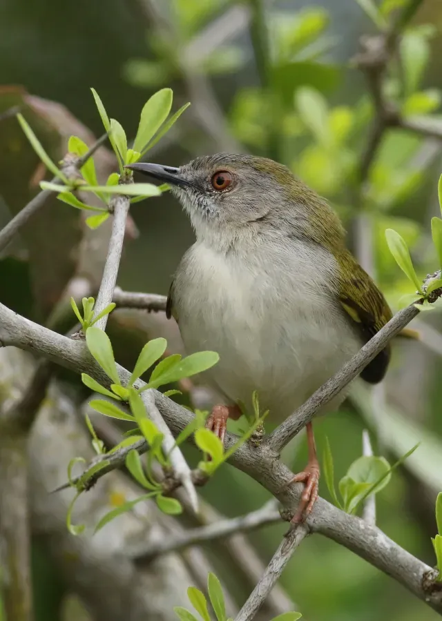 File:Green-backed camaroptera, Camaroptera brachyura, at Ndumo Nature Reserve, KwaZulu-Natal, South Africa (29088040655).jpg