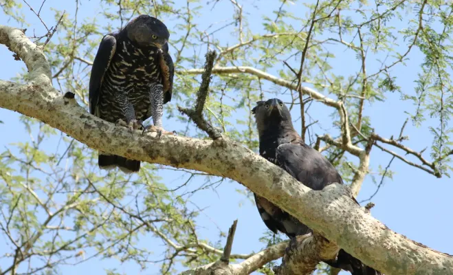 File:Crowned Eagle (Stephanoaetus coronatus), at Ndumo Nature Reserve, KwaZulu-Natal, South Africa (28871168981).jpg
