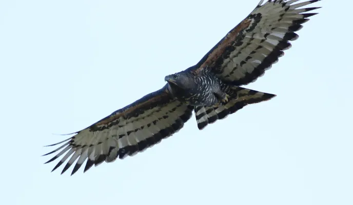 File:Crowned Eagle (Stephanoaetus coronatus), at Ndumo Nature Reserve, KwaZulu-Natal, South Africa (28915317766).jpg