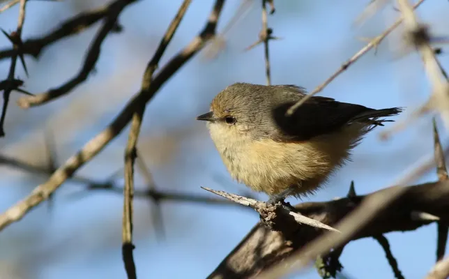 File:Grey penduline tit, Anthoscopus caroli, also known as the African penduline-tit at Ndumo Nature Reserve, KwaZulu-Natal, South Africa (28886243736).jpg