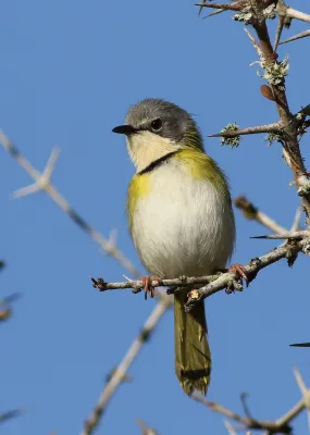 File:Rudd's apalis, Apalis ruddi, at Ndumo Nature Reserve, KwaZulu-Natal, South Africa (28319747984).jpg