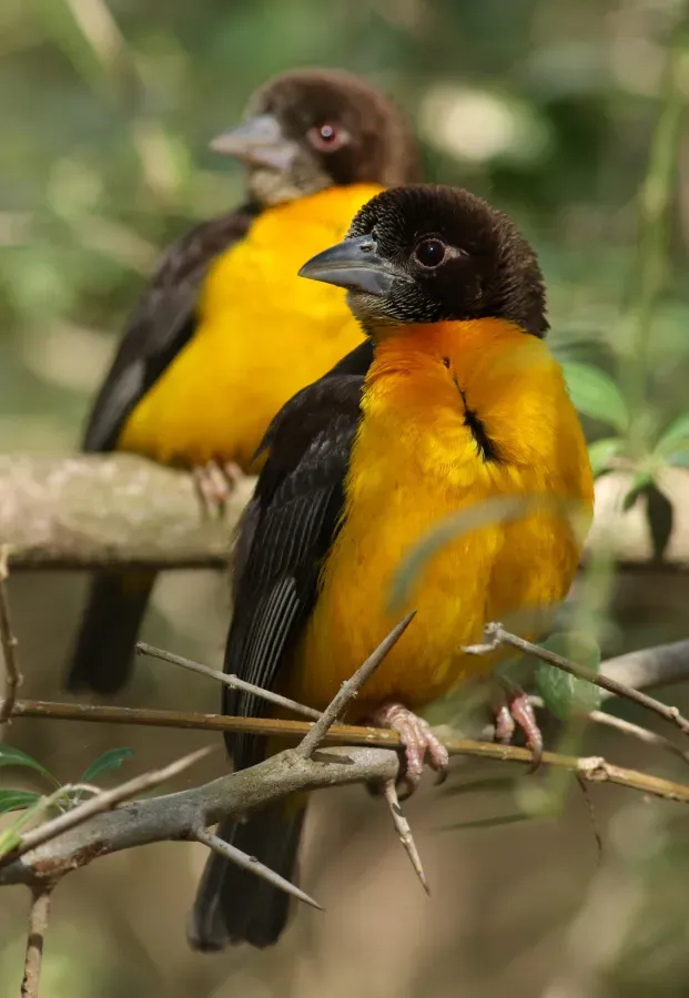 File:Dark-backed weaver, Ploceus bicolor, also known as the forest weaver at Ndumo Nature Reserve, KwaZulu-Natal, South Africa (28299135704).jpg