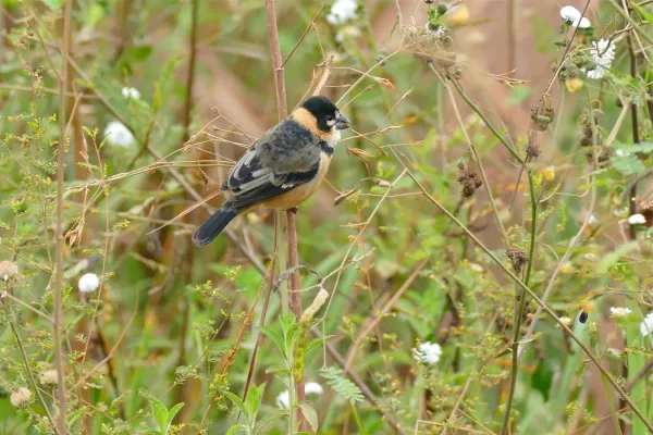 File:Rusty-collared Seedeater (Sporophila collaris) male (29182768071).jpg