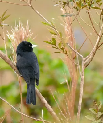 File:Solitary Cacique (Cacicus solitarius) (28639940053).jpg