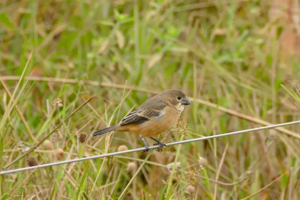 File:Rusty-collared Seedeater (Sporophila collaris) (29251505325).jpg