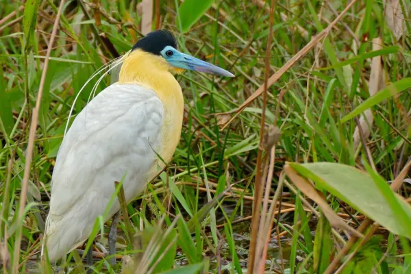 File:Capped Heron (Pilherodius pileatus) (27914871226).jpg