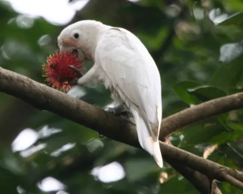 File:Cacatua goffiniana -eating rambutan-6.jpg