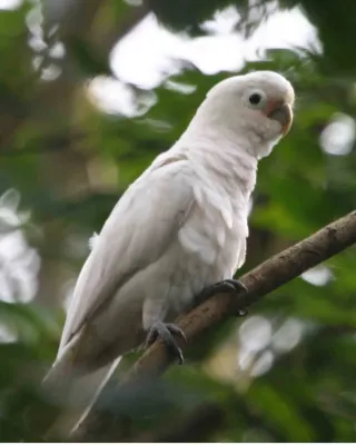 File:Cacatua goffiniana -in tree-6.jpg