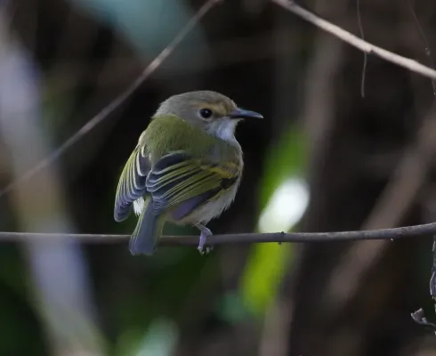 File:Poecilotriccus latirostris - Rusty-fronted tody-flycatcher.jpg