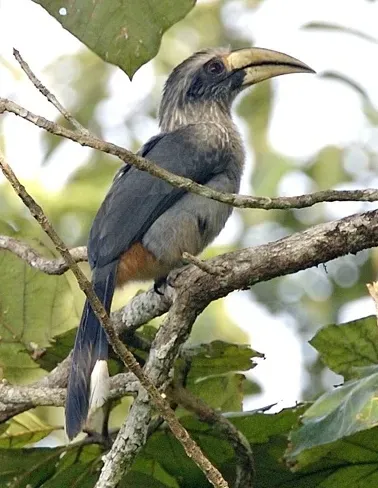 File:Ocyceros griseus -India-6-4c.jpg
