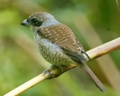 File:Lanius tigrinus Malaysia.jpg