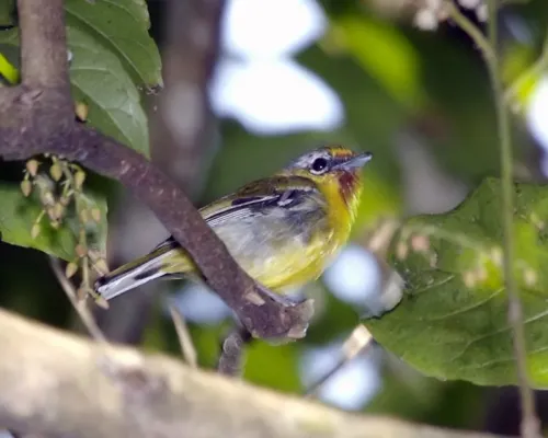 File:Pteruthius aenobarbus Java.jpg