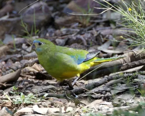 File:Turquoise Parrot (Neophema pulchella)-6.jpg