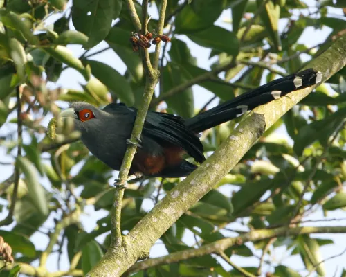 File:Phaenicophaeus sumatranus (adult) -Singapore-6.jpg