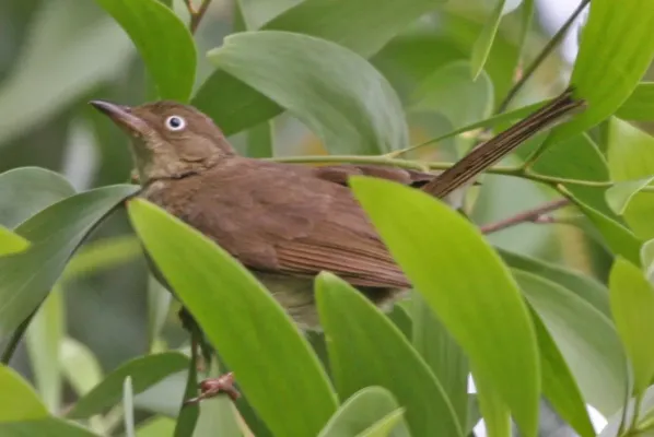 File:Cream-vented Bulbul (Pycnonotus simplex).jpg