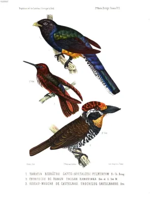 File:Bucco tamatia pulmentum Aglaeactis castelnaudii Trogon ramonianus.jpg
