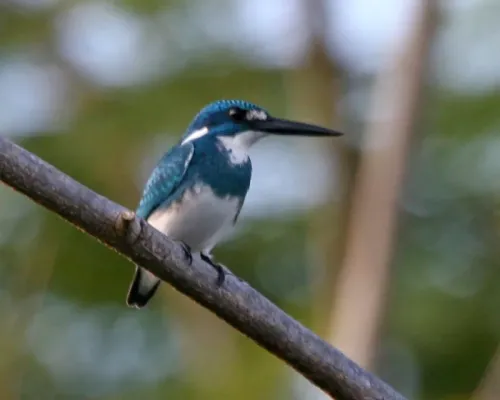 File:Small Blue Kingfisher (Alcedo coerulescens) - male.jpg