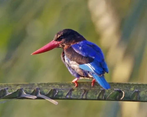 File:Javan Kingfisher (Halcyon cyanoventris).jpg