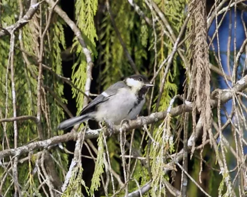 File:Parus cinereus cinereus, Cibodas, Java, Indonesia.jpg