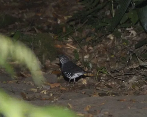 File:Sunda thrush (Zoothera andromedae).jpg