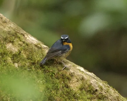 File:Snowy browed flycatcher (Ficedula hyperythra).jpg