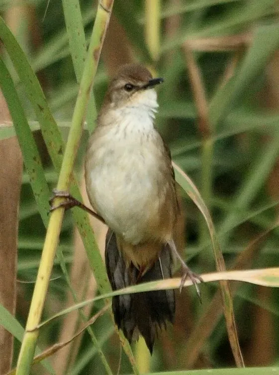 File:African Bush-warbler (Bradypterus baboecala), ventral view.jpg