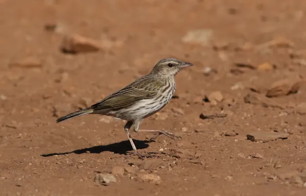 File:Striped pipit, Anthus lineiventris, at Walter Sisulu National Botanical Garden, Gauteng, South Africa (28671260343).jpg