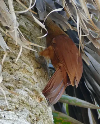 File:Great Rufous Woodcreeper (Xiphocolaptes major) foraging in a palm tree (29362716555).jpg