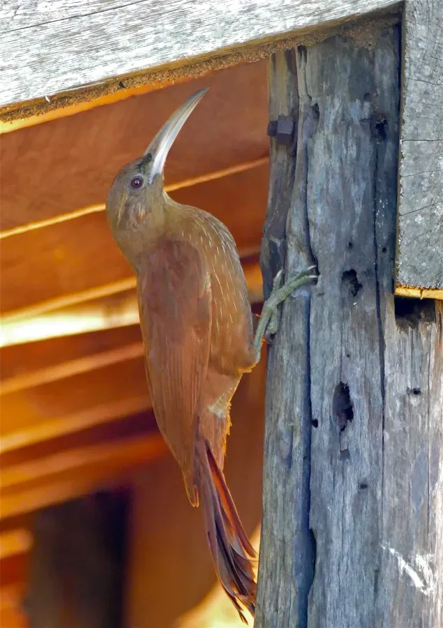 File:Great Rufous Woodcreeper (Xiphocolaptes major) (28738826354).jpg