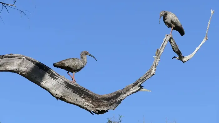 File:Plumbeous Ibis (Theristicus caerulescens) calling ... (28739886823).jpg