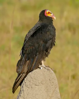 File:Lesser Yellow-headed Vulture (Cathartes burrovianus) (28695241483).jpg