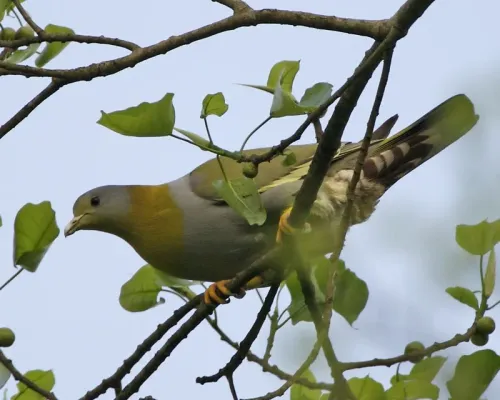 File:Yellow-footed Green-Pigeon (Treron phoenicopterus) female-8.jpg