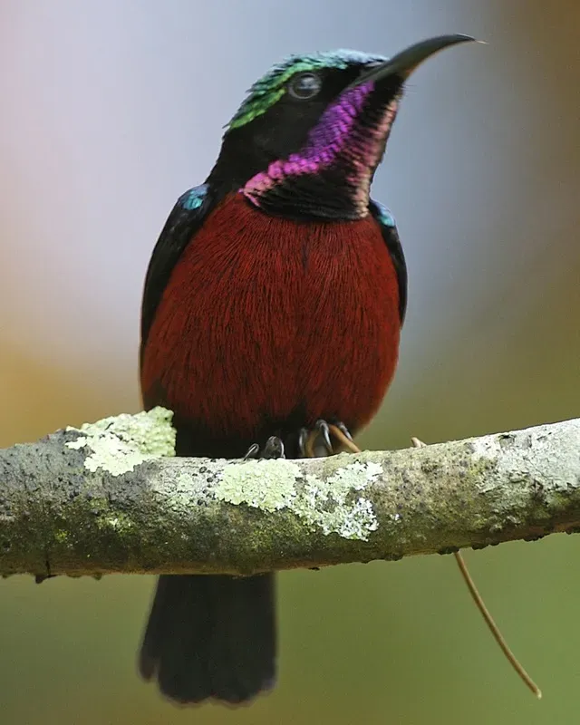 File:Leptocoma brasiliana (male) -Singapore-8a.jpg