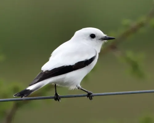 File:White Monjita (Xolmis irupero)-8.jpg