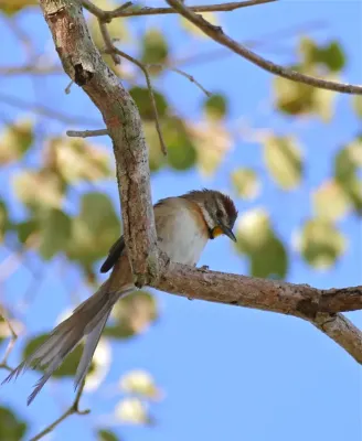 File:Chotoy Spinetail (Schoeniophylax phryganophilus) (29366777656).jpg